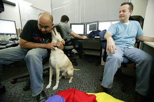 google-campus-dogs.600pjpg